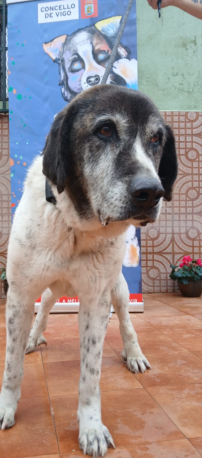 VELLA