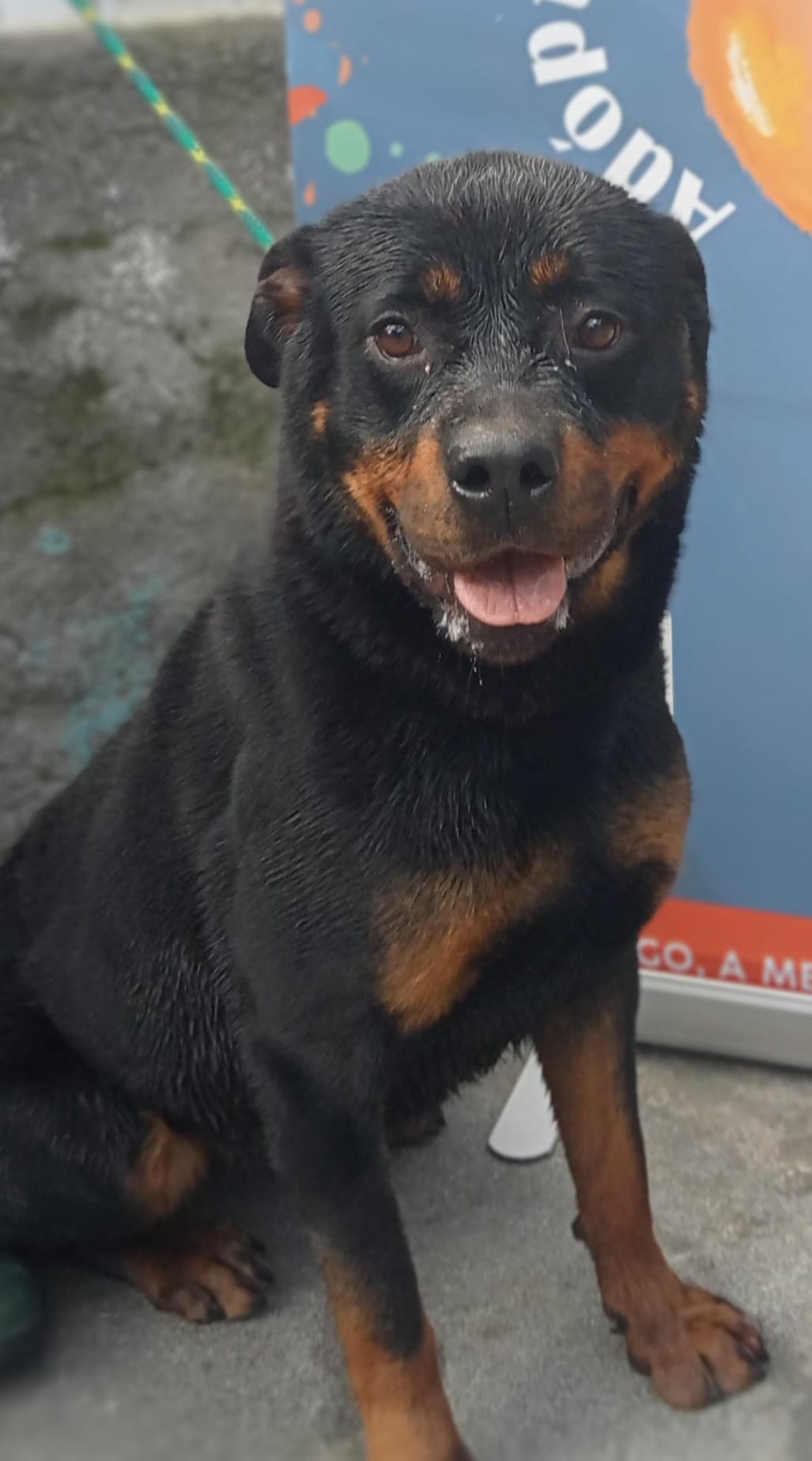 TARA (CORA)
