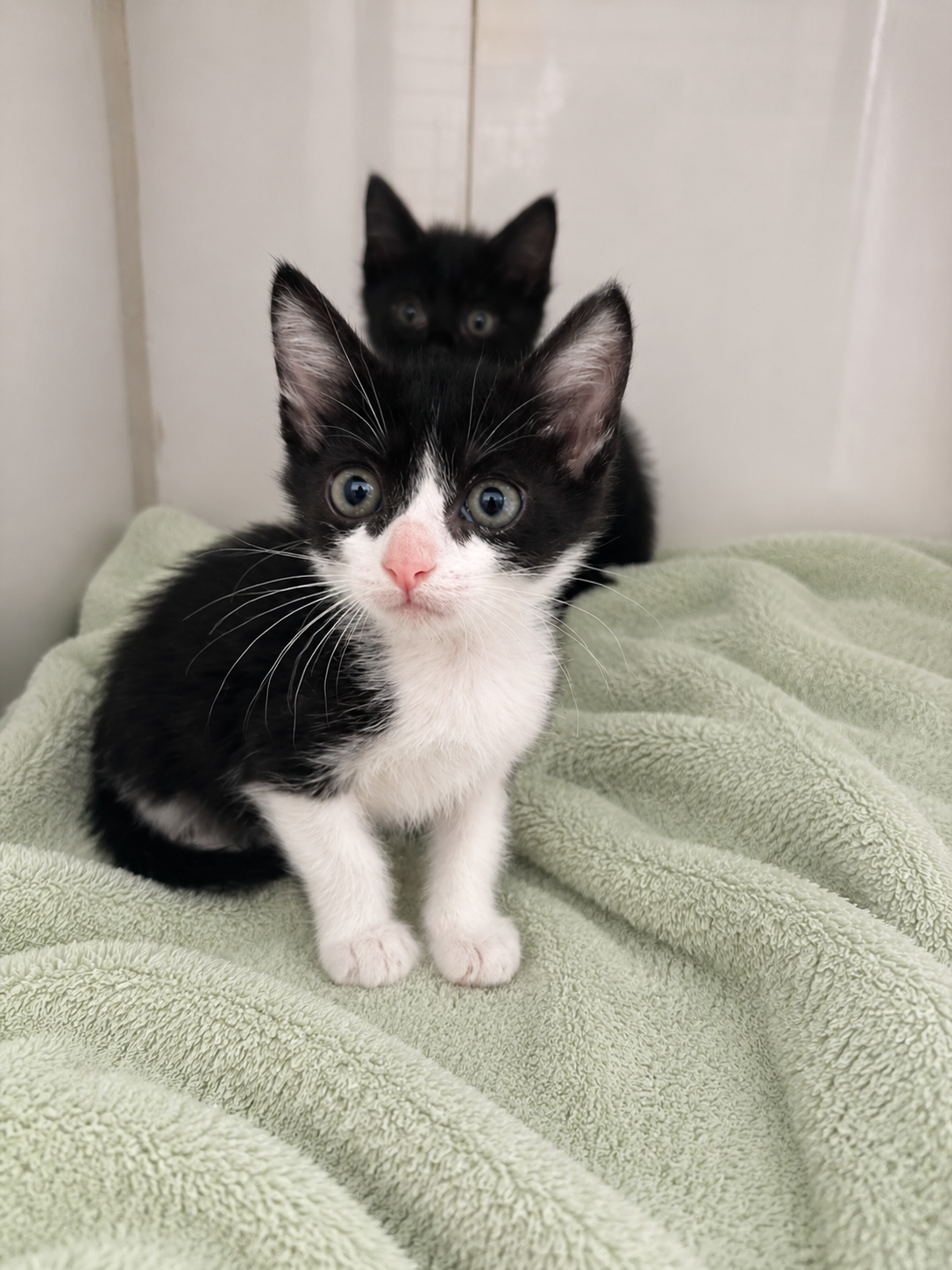 OLI