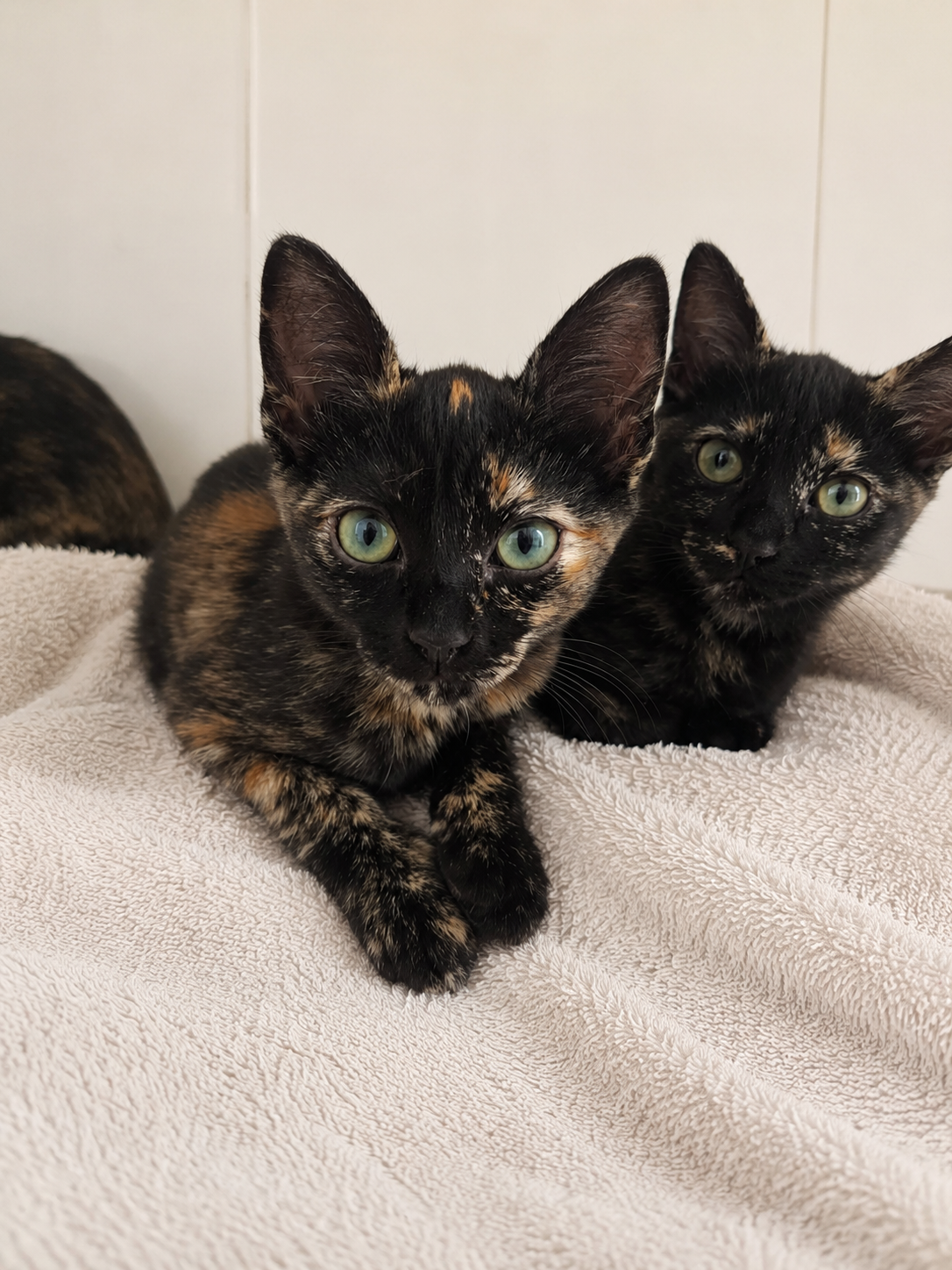 TORTI